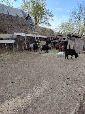 Capre de vandut - imagine 3