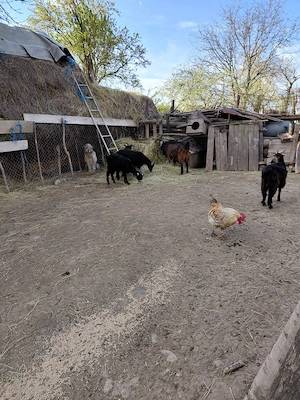 Capre de vandut - imagine 4