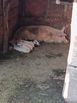 De vânzare scroafă cu 5 purcei