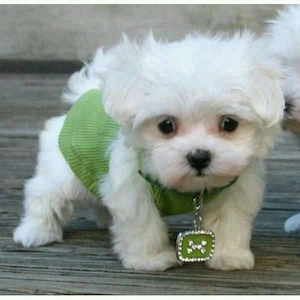 pui bichon maltese mini toy rasă pura 