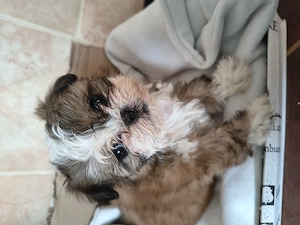 Shih tzu jucausi - imagine 5