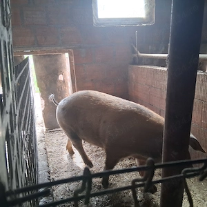 Vând porci si scroafe