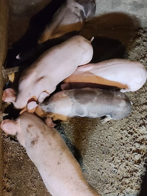 Vind purcei intarcati