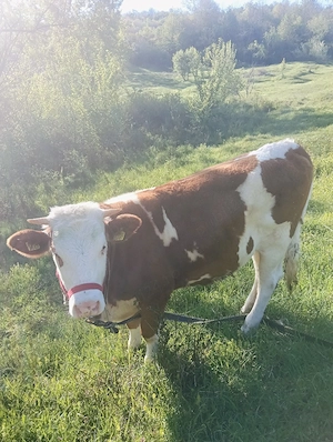 De vanzare - imagine 2