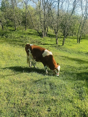 De vanzare - imagine 4