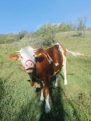 De vanzare - imagine 3