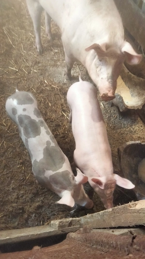 De vînzare purcele - imagine 3