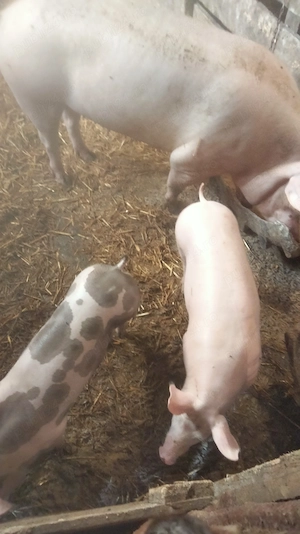 De vînzare purcele - imagine 2