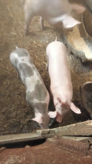 De vînzare purcele - imagine 4