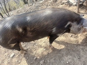 porc de vanzare 