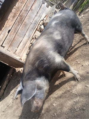 porc de vanzare 