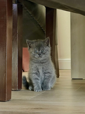 British Shorthair Baiat si Fetita - imagine 2