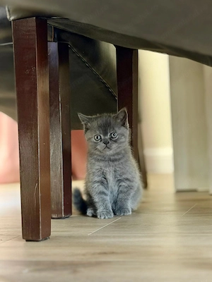 British Shorthair Baiat si Fetita