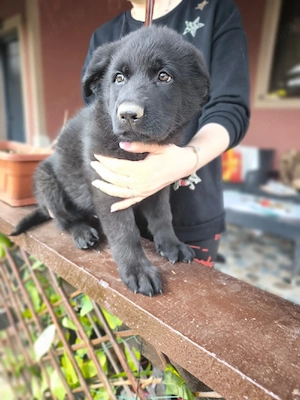 Ciobanesc german negru  - imagine 3