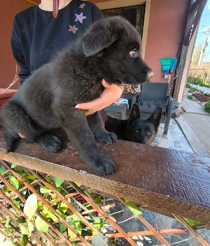 Ciobanesc german negru  - imagine 5