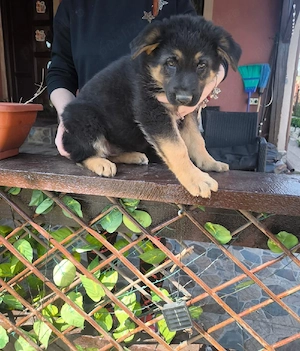 Ciobanesc german negru - imagine 4