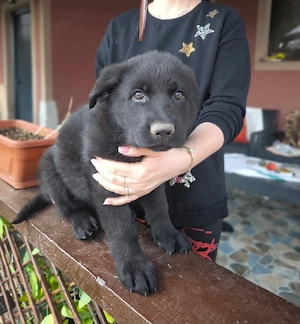 Ciobanesc german negru - imagine 3