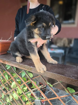 Ciobanesc german negru - imagine 5