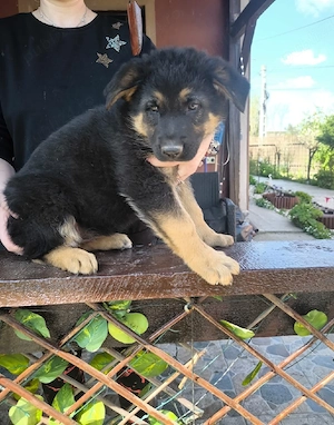 Ciobanesc german negru  - imagine 5