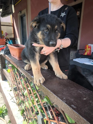 Ciobanesc german negru  - imagine 4