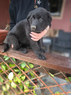 Ciobanesc german negru  - imagine 4