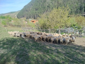 Oi de vânzare Cugir jud Alba 