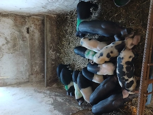 Purcei bazna  de vanzare!