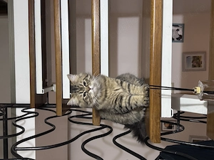 Pisicuta british longhair - imagine 3