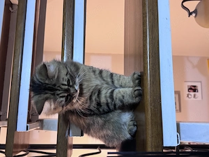 Pisicuta british longhair - imagine 2