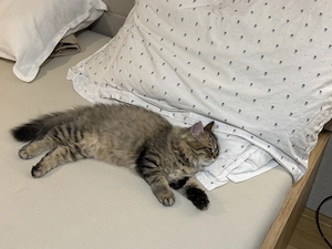 Pisicuta british longhair - imagine 4