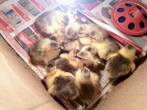 Boboci de gasca romanesti - 2-3 zile - imagine 2