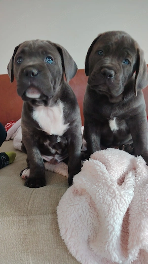 Puiuți cane corso - imagine 2