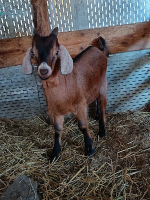 Disponibil țapisor anglo x alpin 