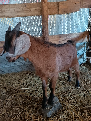 Disponibil țapisor anglo x alpin  - imagine 2