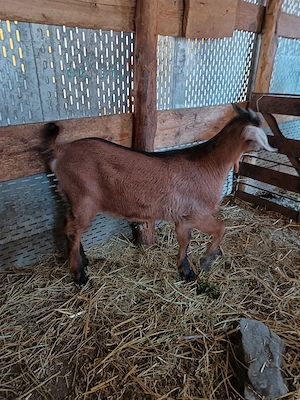 Disponibil țapisor anglo x alpin  - imagine 3