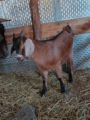 Disponibil țapisor anglo x alpin  - imagine 4