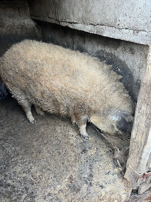 Vand mangalita Porc mangalita - imagine 2