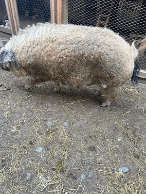 Vand mangalita Porc mangalita