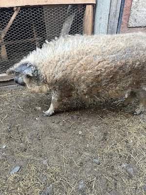 Vand mangalita Porc mangalita - imagine 3