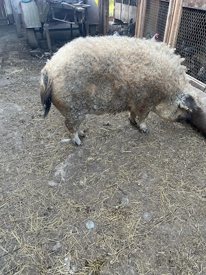 Vand mangalita Porc mangalita - imagine 4