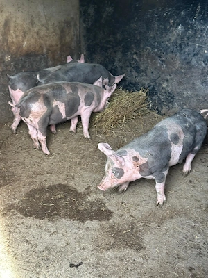 Purcei pregătiți de casa noua 