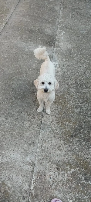 Donez bison baiat - imagine 4