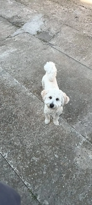 Donez bison baiat - imagine 2