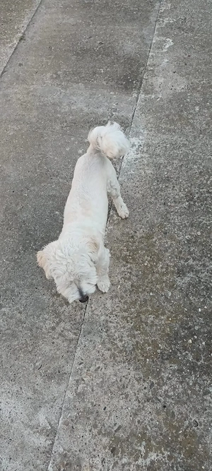 Donez bison baiat - imagine 3