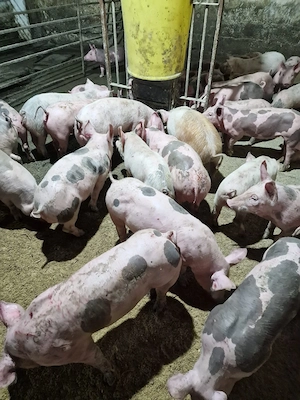 Vând purcei rasa petran, landras, marele alb 