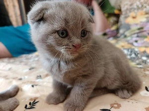 pui pusica scotish fold si britich 