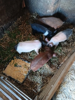 De Vânzare 5 purcei de 8 săptămâni vacinați  - imagine 1