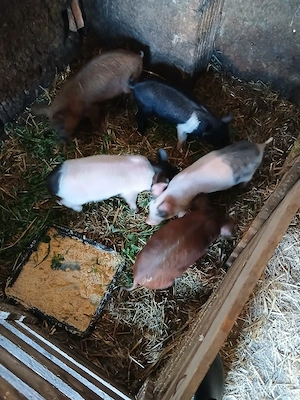 De Vânzare 5 purcei de 8 săptămâni vacinați 