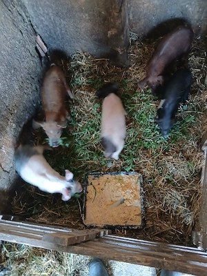 De Vânzare 5 purcei de 8 săptămâni vacinați 