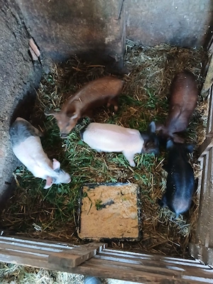 De Vânzare 5 purcei de 8 săptămâni vacinați  - imagine 3